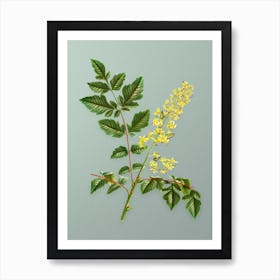 Vintage Golden Rain Tree Botanical Art on Mint Green n.0610 Art Print