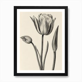 Tulips Vintage Botanical Flower Art Print