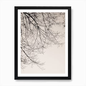 Branches 5 Art Print