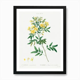 Argentine Senna, Pierre Joseph Redoute Art Print