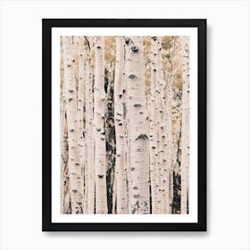 Aspen Tree Forest Art Print