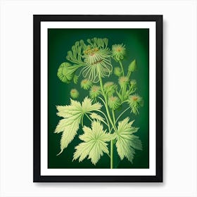 Thimbleweed Wildflower Vintage Botanical 2 Art Print