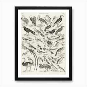 Ornithology, Oliver Goldsmith Art Print