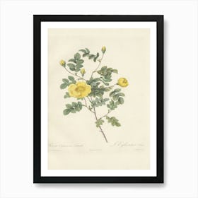 Rose Illustration, Pierre Joseph Redoute (32) Art Print