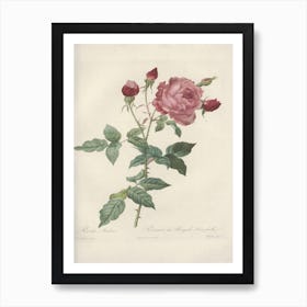 Rose Illustration, Pierre Joseph Redoute (5) 1 Art Print