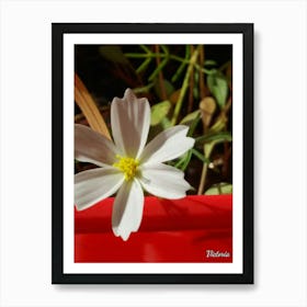 White Flower Art Print