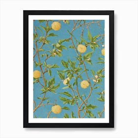 Fig tree Vintage Botanical Art Print