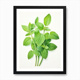 Lemon Balm Vintage Botanical Herbs 0 Art Print