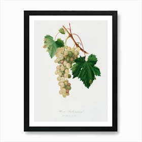 Muscat Grape (Vitis Vinifera Moscata) From Pomona Italiana (1817 1839), Giorgio Gallesio Art Print