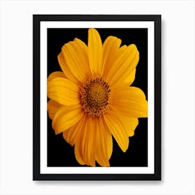 Yellow Daisy Art Print