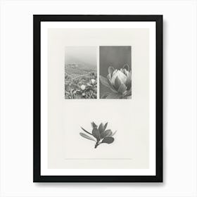 Protea Flower Photo Collage 4 Art Print