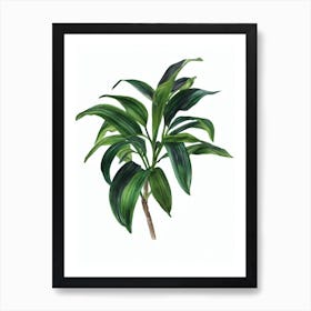 Spider Plant (Chlorophytum Comosum) Watercolor Art Print