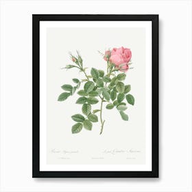 Dwarf Four Seasons Rose, Pierre Joseph Redoute Art Print