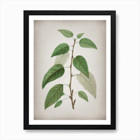 Vintage Balsam Poplar Leaves Botanical on Parchment n.0937 Art Print