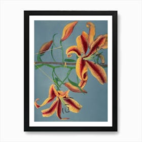 Lily, Hand Colored Collotype From Some Japanese Flowers (1897), Kazumasa Ogawa 2 Art Print