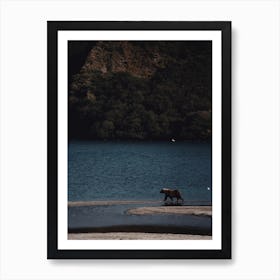 Bear On Lake Shore Art Print