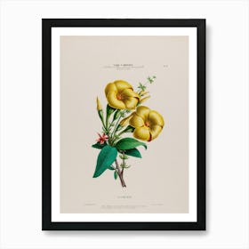 California Flower Art Print