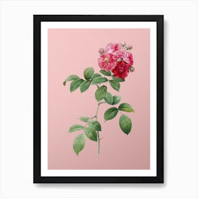 Vintage Seven Sisters Roses Botanical on Soft Pink n.0659 Art Print