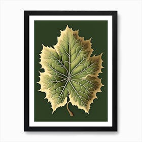 Sycamore Leaf Vintage Botanical 1 Art Print