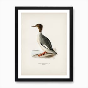 Mergus Merganser, The Von Wright Brothers Art Print