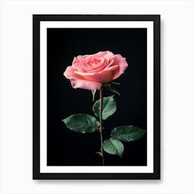 Pink Rose On Black Background 26 Art Print