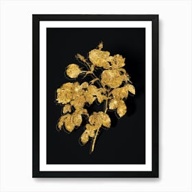 Vintage Tomentose Rose Botanical in Gold on Black n.0529 Art Print