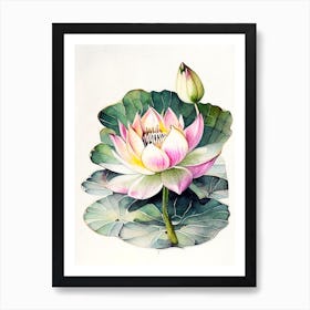 Blooming Lotus Flower In Pond Watercolour Ink Pencil 3 Art Print