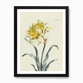 Daffodil Art Print