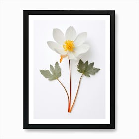 Pressed Wildflower Botanical Art Bloodroot 1 Art Print