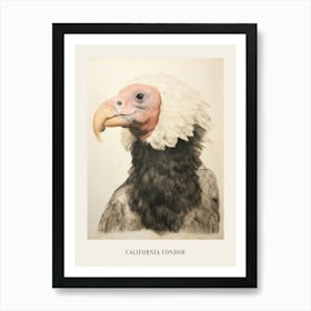 Vintage Bird Drawing California Condor 1 Poster Art Print