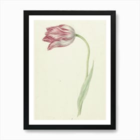 Tulip - Tulip Art Print