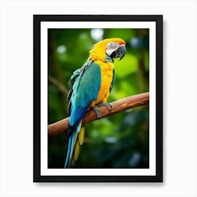 Rainbow Majesty: Macaw Bird Art Art Print