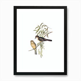 Vintage Grey Shrike Thrush Bird Illustration on Pure White n.0054 Art Print