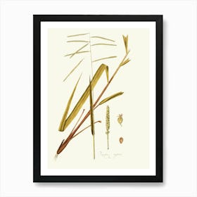 Sorghum Art Print