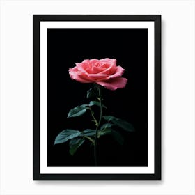 Pink Rose On Black Background 60 Art Print