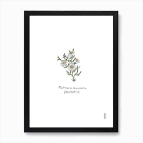 Chamomile Art Print