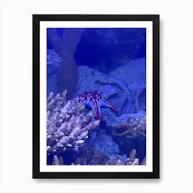 Starfish In An Aquarium Art Print