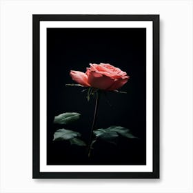 Pink Rose On Black Background 62 Art Print