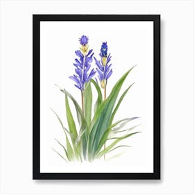 Pickerel Weed Wildflower Watercolour 1 Art Print