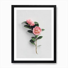 Camellias Art Print