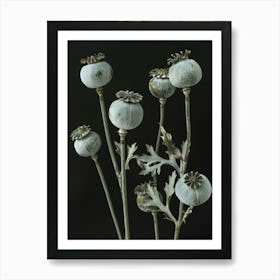 Poppy Flowers Art Print