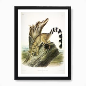 Ring Tailed Bassaris, John James Audubon Póster