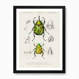 Chrysina Macropus And Eastern Hecules Beetle, Charles Dessalines D'Orbigny Art Print