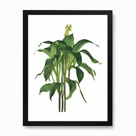 Amaryllis (Hippeastrum Hybrids) Watercolor Art Print