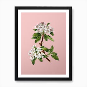 Vintage Almond Leaved Pear Botanical on Soft Pink n.0120 Art Print