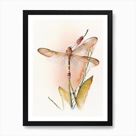 Eastern Amberwing Dragonfly Watercolour Ink Pencil 1 Art Print