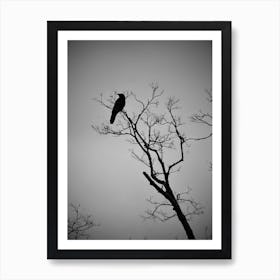 Crow In The Tree Art Print