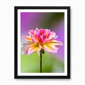 Dahlia - photography Art Print