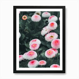 Bellis Pink Flower Poster