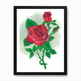 Red Roses Art Print